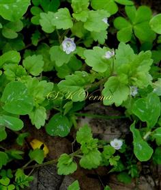  Plants